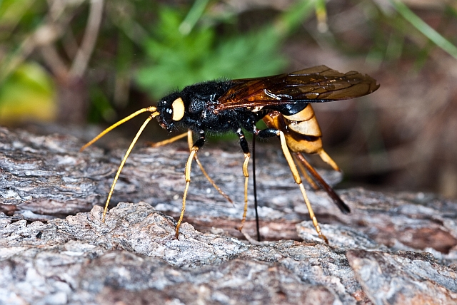 Siricidae in deposizione: Urocerus gigas?